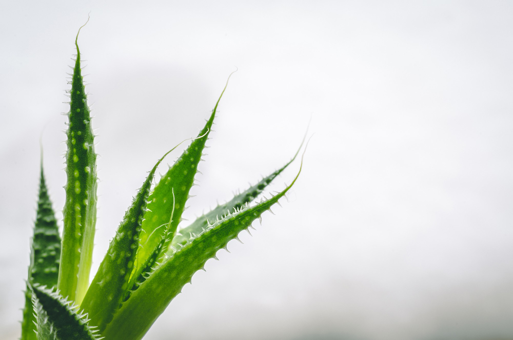 Aloe Vera Çiçek Açar mı