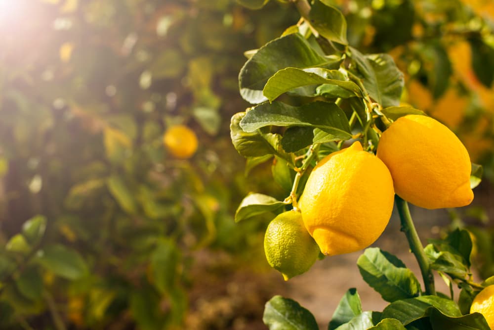 Limon Ağacıyla Uğraşmak Ruhuna İyi Gelir