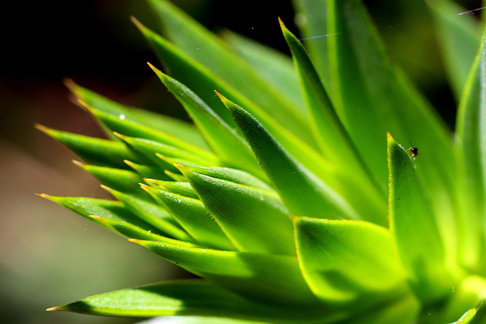 Dikenli Aloe Vera Gerçekten Çiçek Açar mı