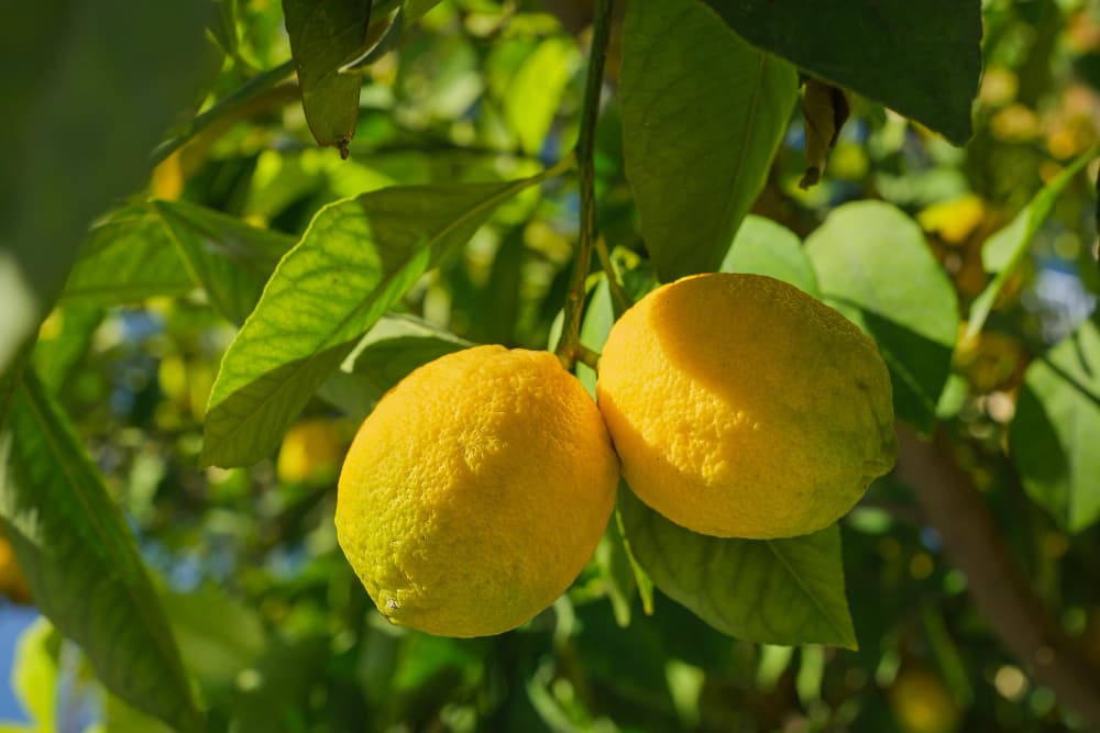 Balkonda Limon Yetiştirmek İçin Bilmen Gerekenler