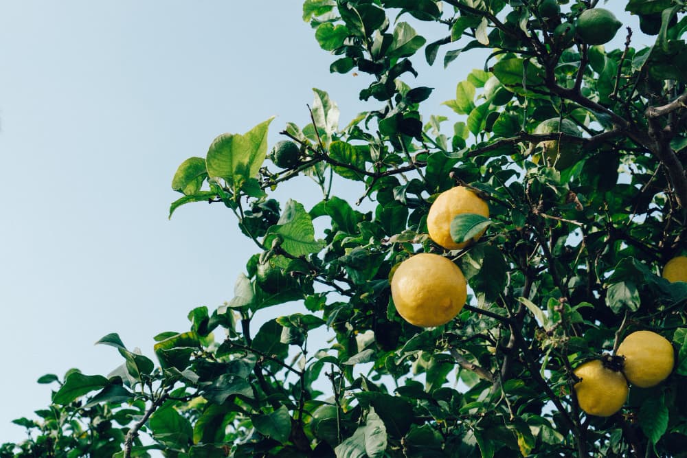 Saksıda Limon Yetiştirmek Zannettiğinden Kolay