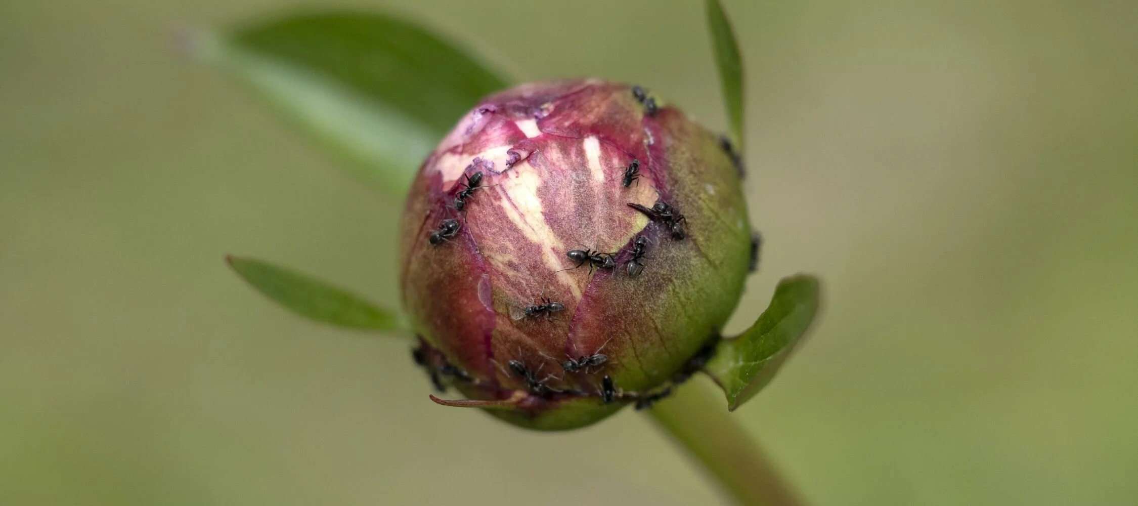 Bitkilerde Görülen Uçuşan Sinekler ve Doğal Mücadele Yolları
