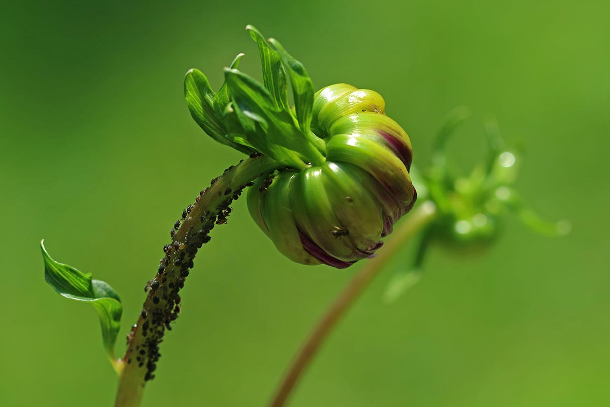 Ev Çiçeklerinde Böceklenme Neden Olur