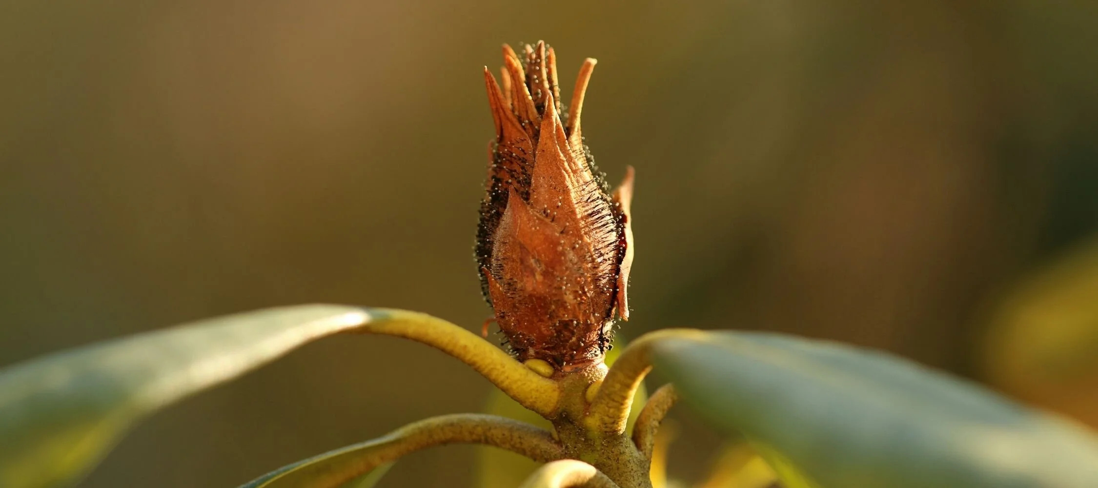 Toprak Kaynaklı Zararlılar: Sorunu Tanı ve Temizle