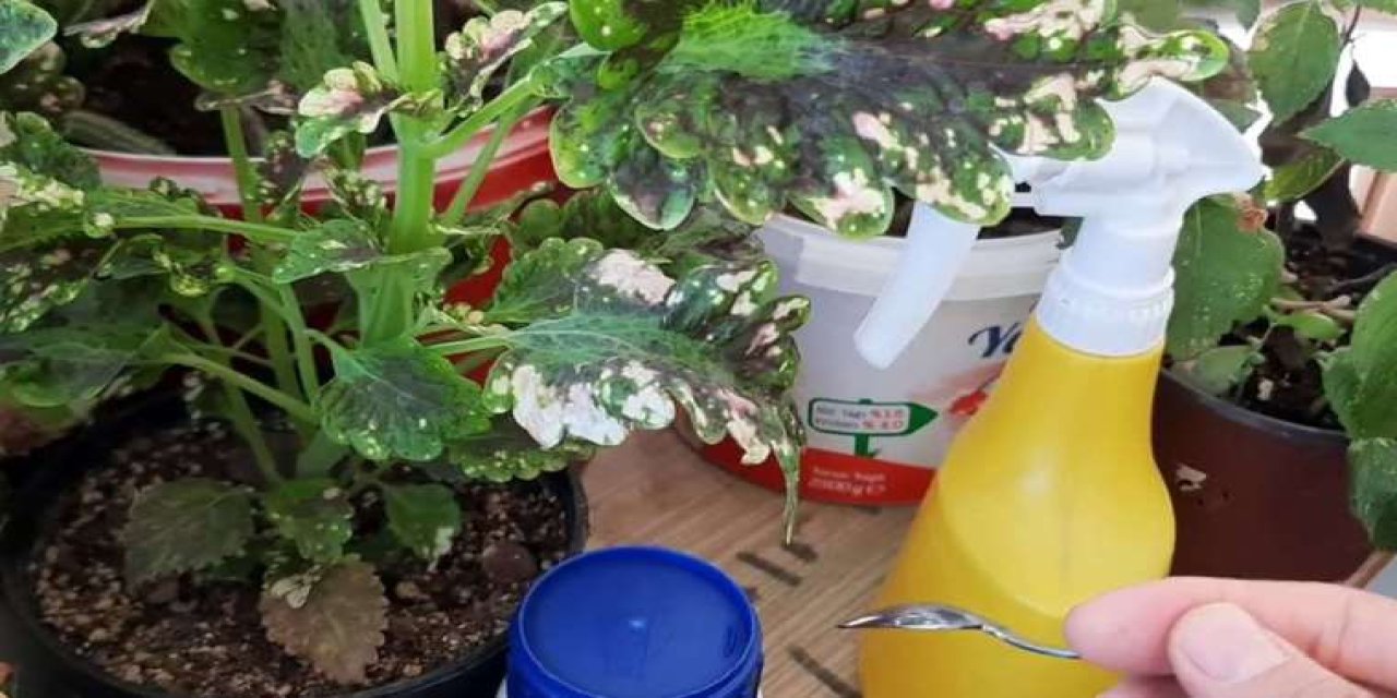 Ev Çiçeklerinde Böceklenme Neden Olur