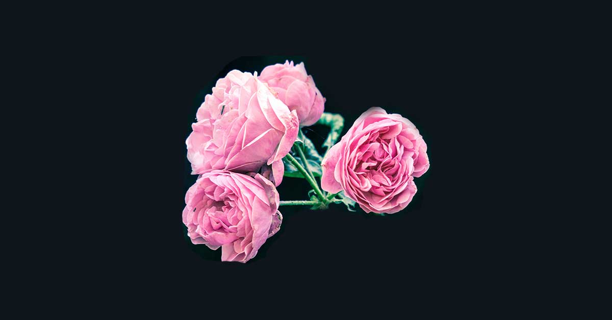 Gülü Evde Köklendirmek Mümkün mü