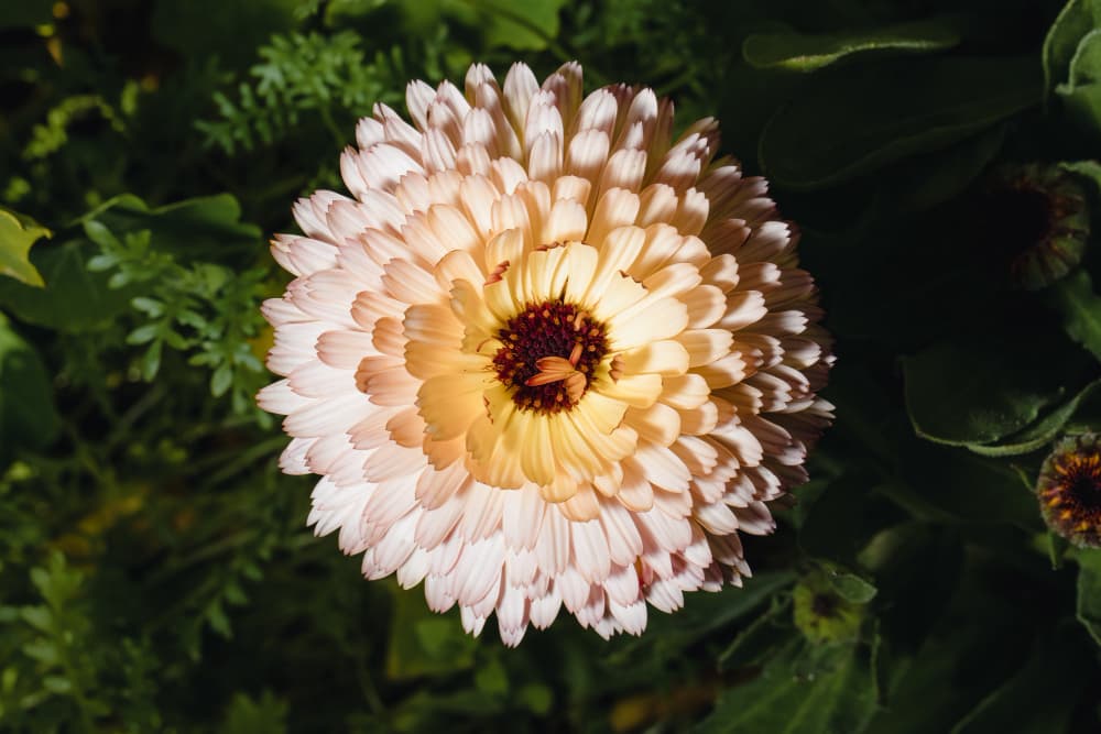 Kasımpatı Çiçeği Nasıl Bakılır? Ev