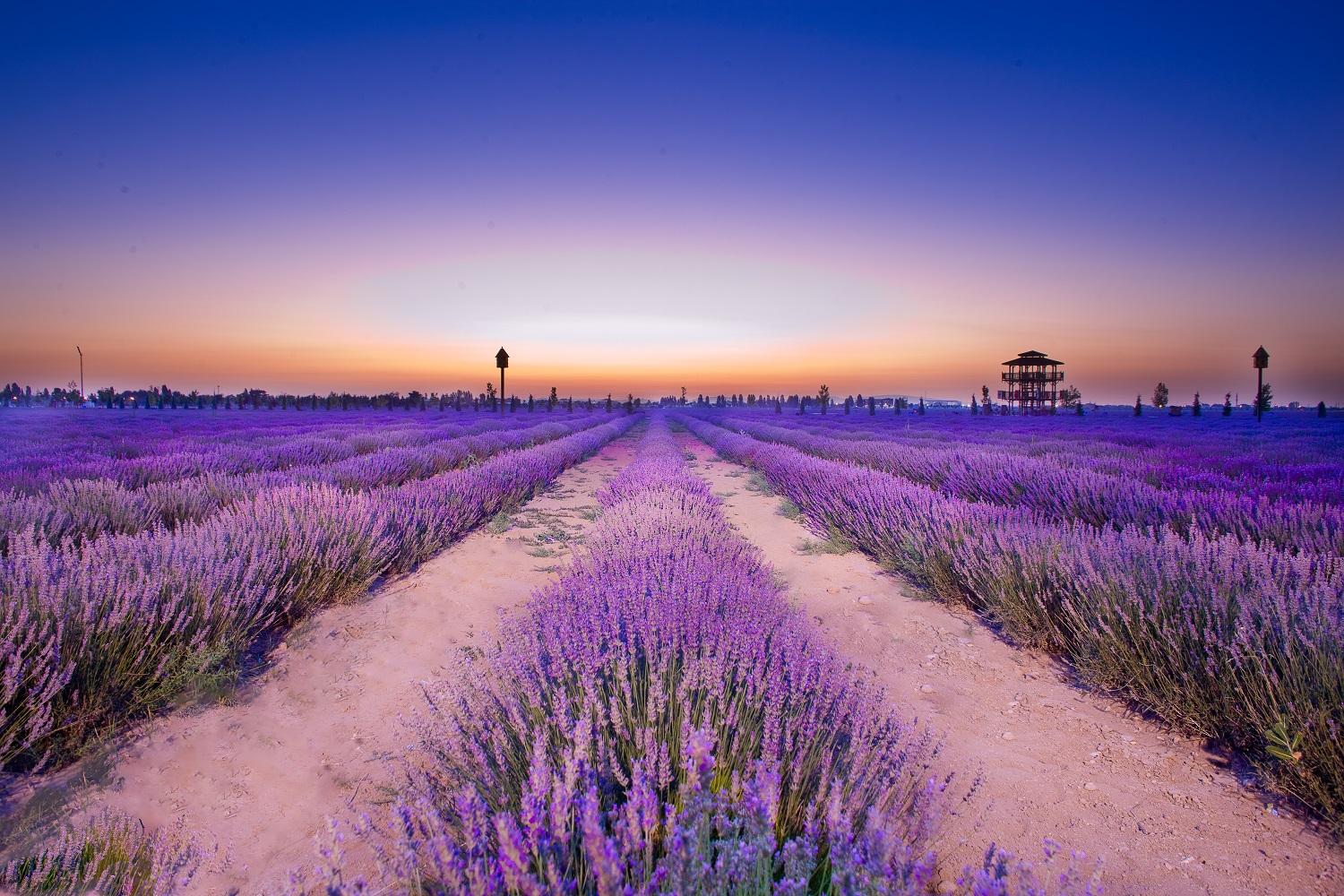 Bahçeye Lavanta Ekimi Nasıl Yapılır