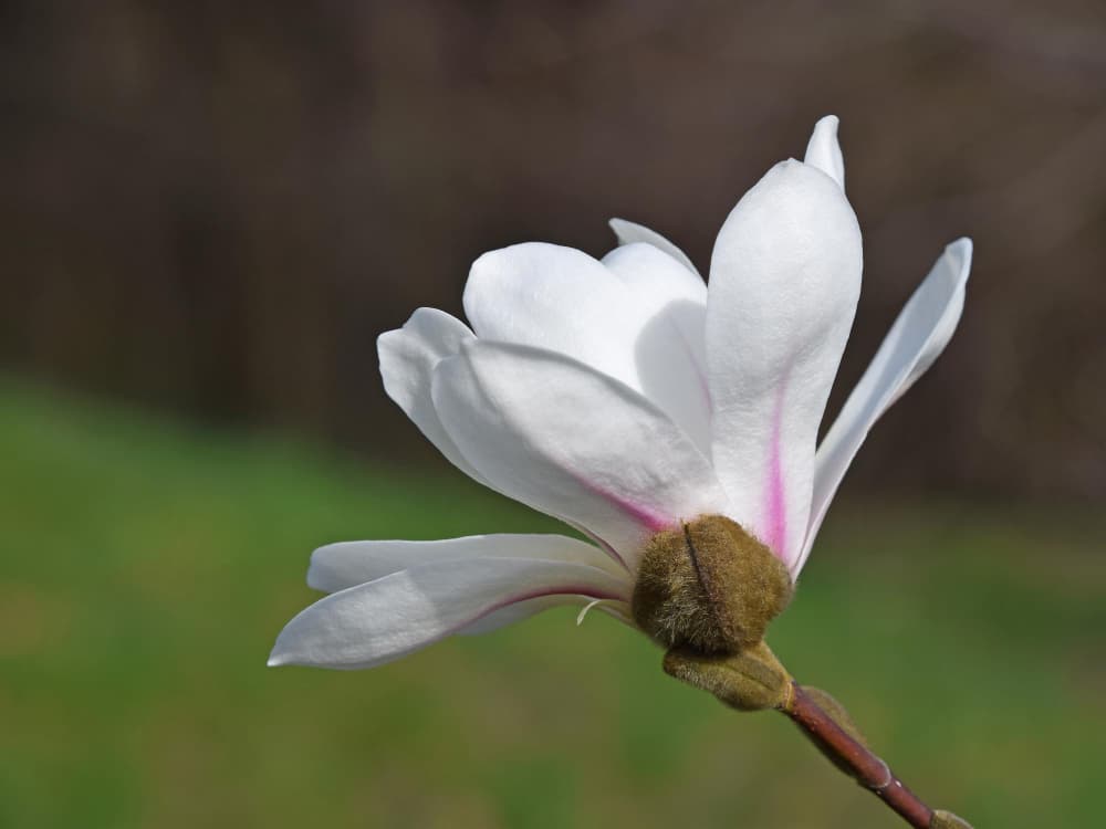 Bahçenizde Manolya Çoğaltmanın En Etkili Yöntemleri