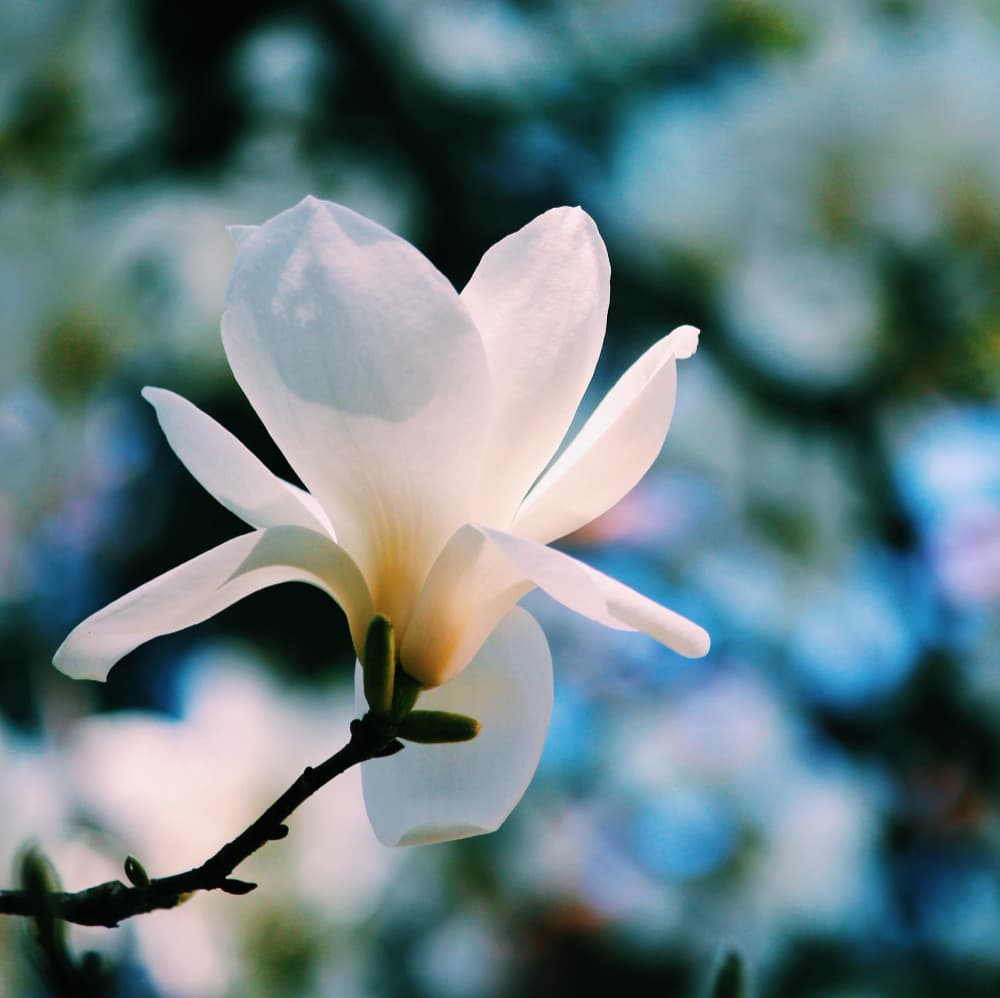 Dal ve Yapraklardan Manolya Çoğaltmak Mümkün mü