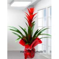 Bodrum Çiçekçisi - Tropik Tutku - Guzmania