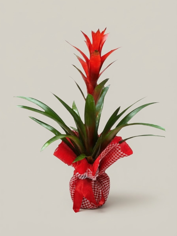  Bodrum Çiçekler - Guzmania Çiçeği