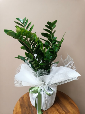  Bodrum Çiçekçiler - Zamia Bitkisi (Zz Plant)