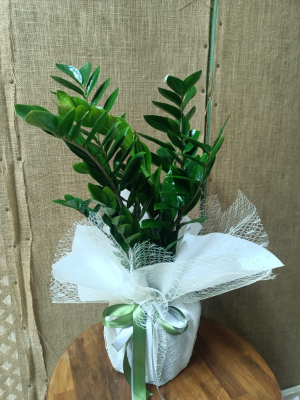  Bodrum Çiçekçiler - Zamia Bitkisi (Zz Plant)